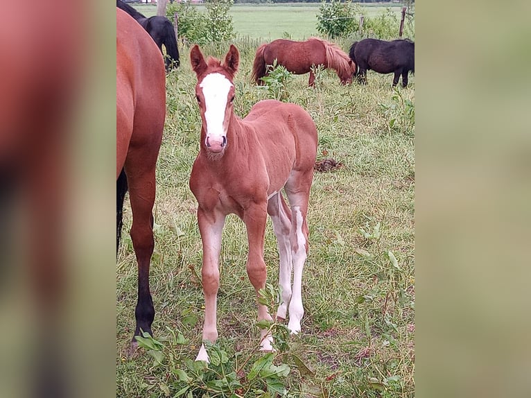 KWPN Giumenta Puledri (05/2026) 165 cm Sauro in Wijnjewoude