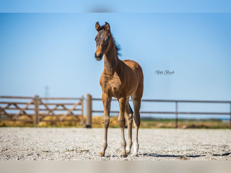 KWPN Giumenta  168 cm Baio in Nuland