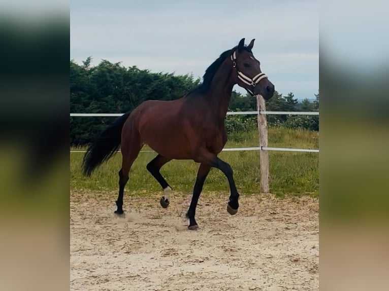 KWPN Giumenta Puledri (01/2026) 170 cm Baio in Messigny-et-Vantoux