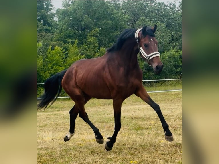 KWPN Giumenta Puledri (01/2026) 170 cm Baio in Messigny-et-Vantoux