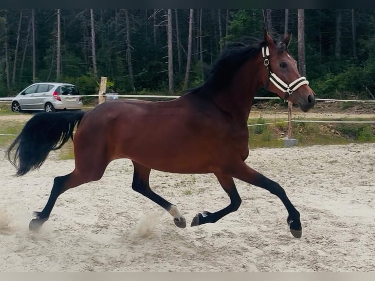 KWPN Giumenta Puledri (01/2026) 170 cm Baio in Messigny-et-Vantoux