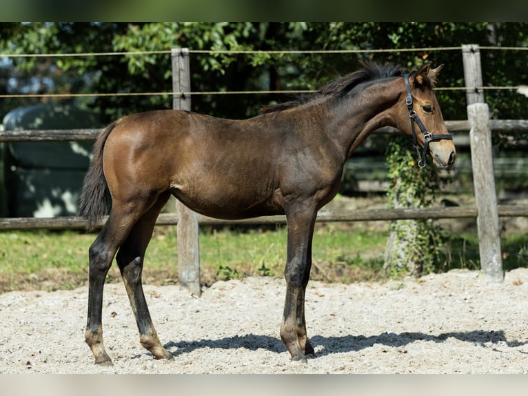 KWPN Giumenta Puledri (04/2026) 170 cm Baio in Ulicoten