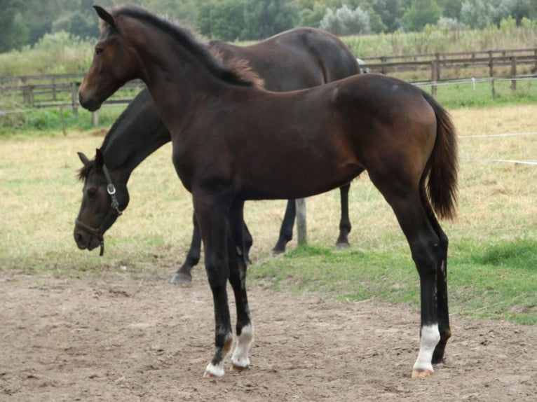 KWPN Giumenta Puledri
 (04/2024) 170 cm Baio nero in Nederwetten