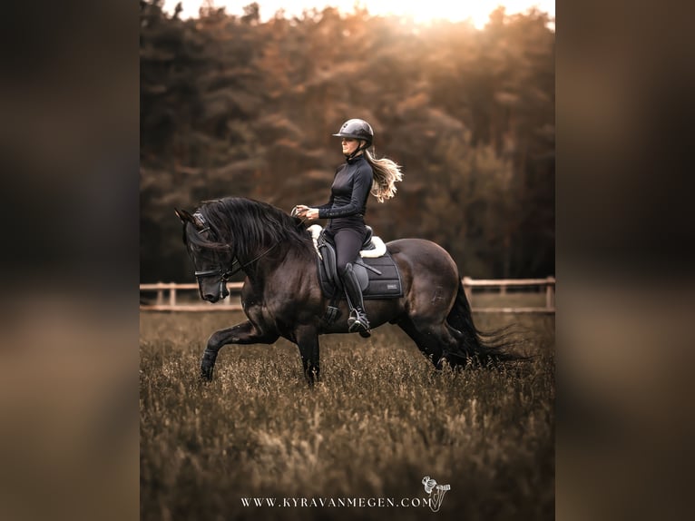 KWPN Giumenta Puledri (05/2026) 170 cm Morello in Mönchengladbach