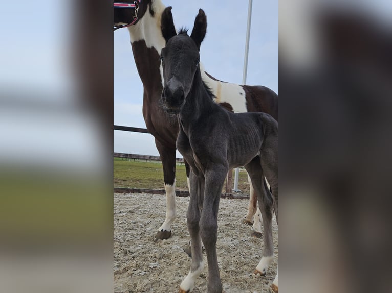 KWPN Giumenta  170 cm Morello in Eemnes