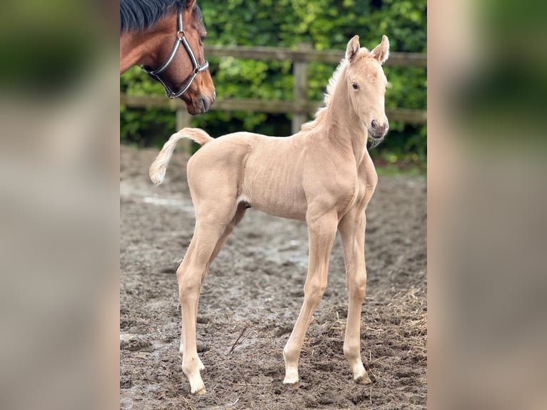 KWPN Giumenta Puledri (05/2026) 170 cm Palomino in HerdersemBaardegem