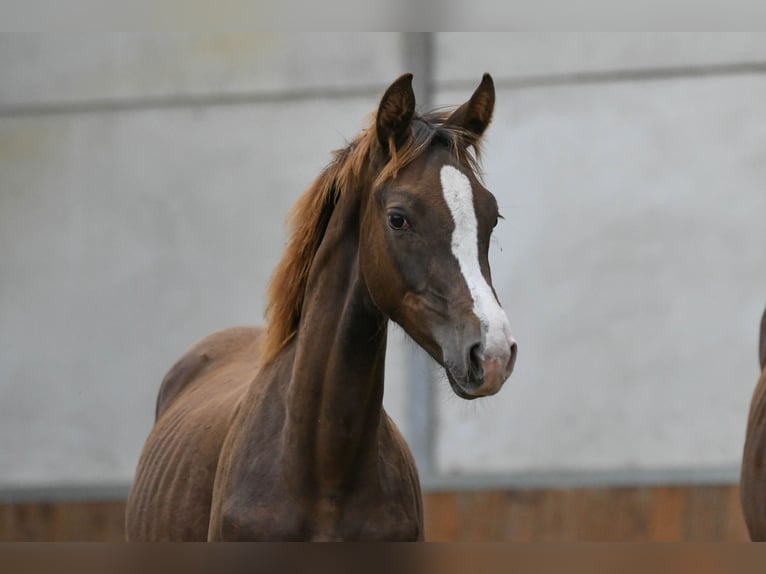 KWPN Giumenta Puledri (03/2024) 175 cm Sauro scuro in Mijnsheerenland