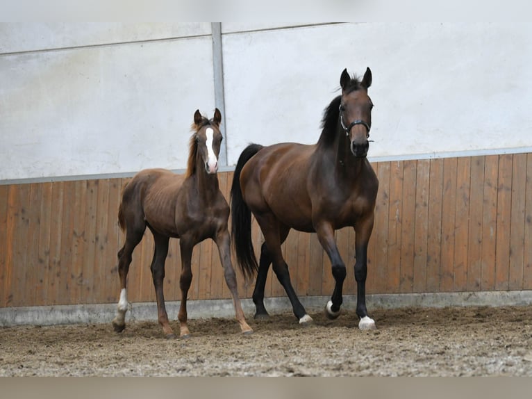 KWPN Giumenta Puledri (03/2024) 175 cm Sauro scuro in Mijnsheerenland