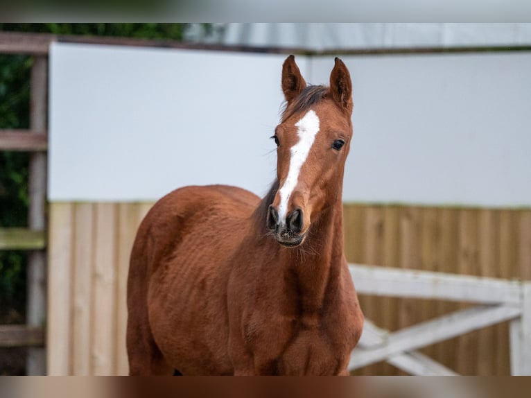 KWPN Giumenta Puledri (04/2025) Baio in GROTE-BROGEL