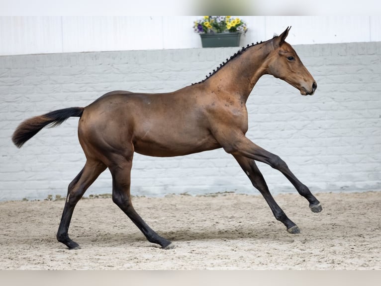 KWPN Giumenta Puledri (04/2026) Baio in Heerde