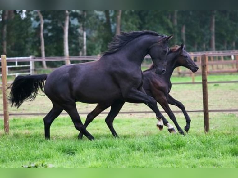 KWPN Giumenta Puledri (04/2024) Baio nero in De Groeve