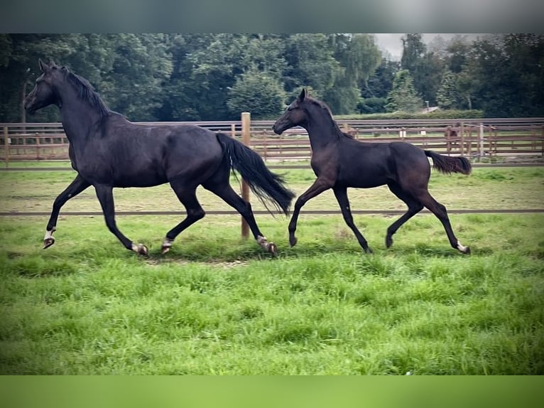 KWPN Giumenta Puledri (04/2024) Baio nero in De Groeve