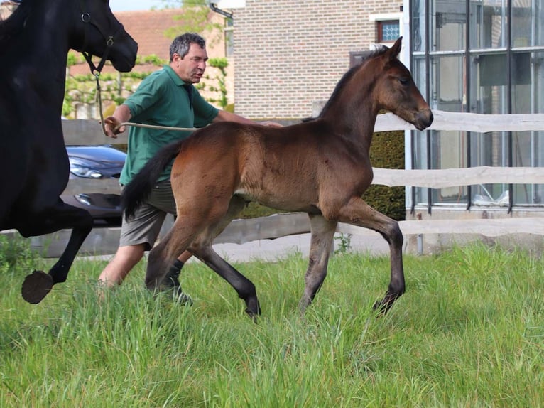 KWPN Giumenta Puledri (04/2026) Baio scuro in DESTELBERGEN