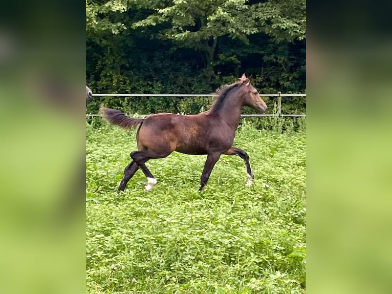 KWPN Giumenta Puledri
 (05/2024) in Horst