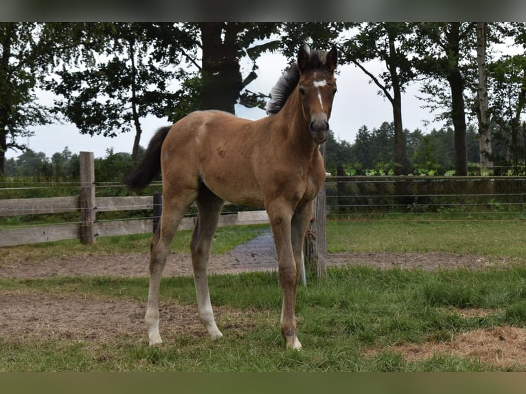 KWPN Giumenta Puledri (05/2026) Grigio in IJhorst