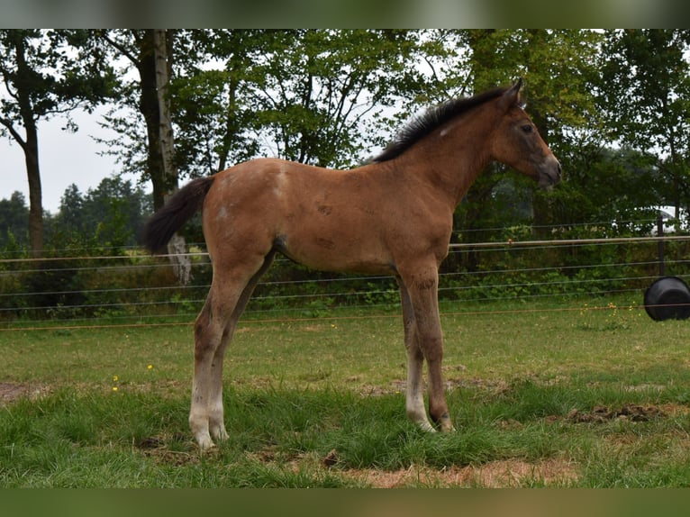KWPN Giumenta Puledri (05/2026) Grigio in IJhorst