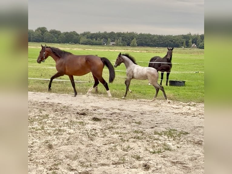 KWPN Giumenta Puledri (05/2026) Grigio in IJhorst