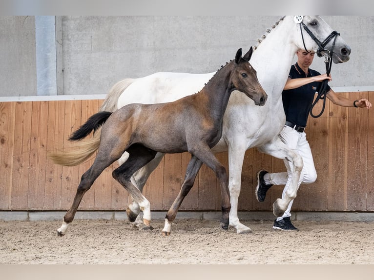 KWPN Giumenta Puledri
 (05/2024) Grigio in Schaijk