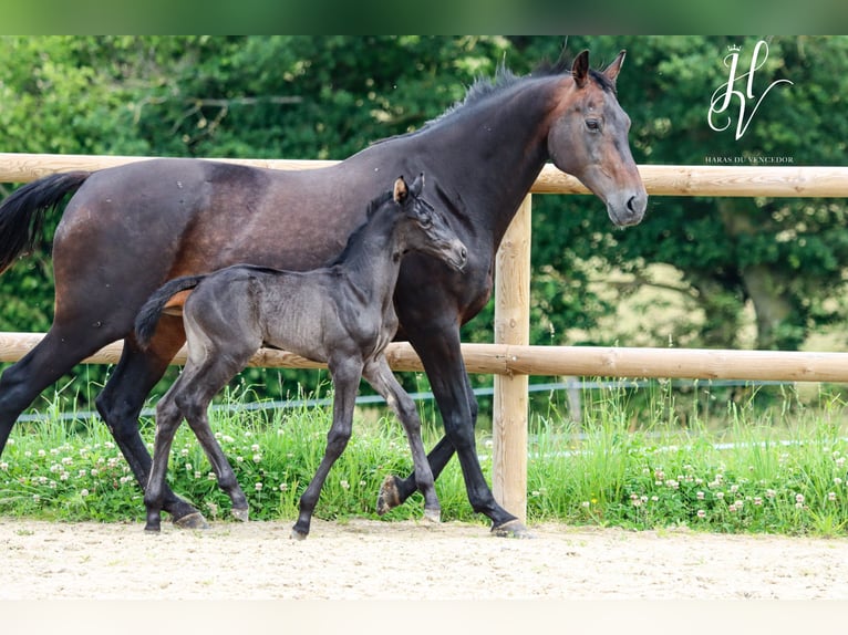 KWPN Giumenta  Morello in Marly-sous-Issy