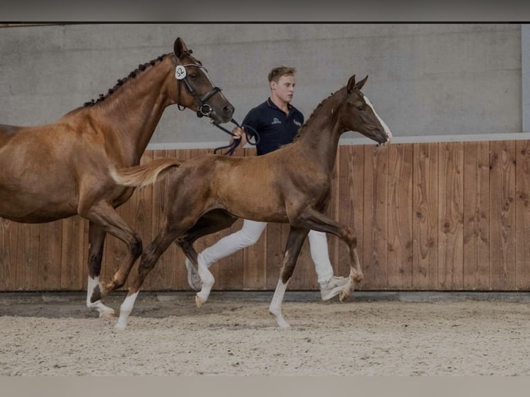 KWPN Giumenta Puledri (05/2026) Sauro scuro in Lommel