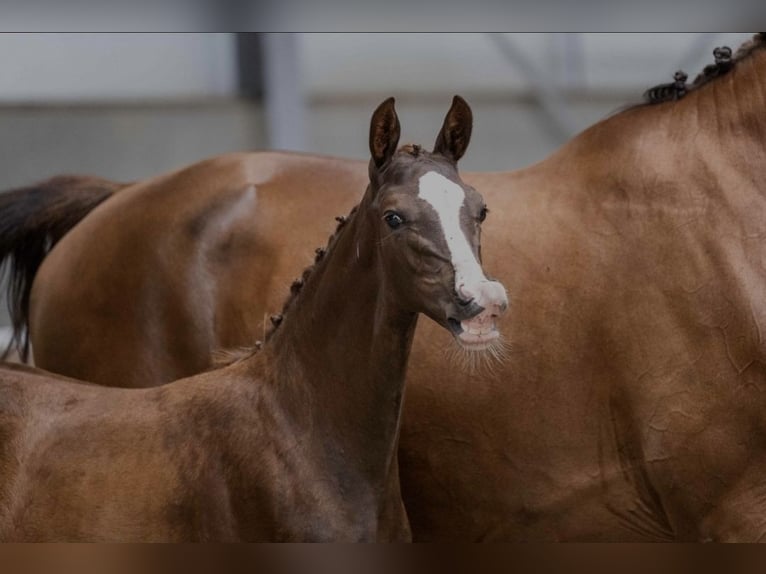 KWPN Giumenta Puledri (05/2026) Sauro scuro in Lommel