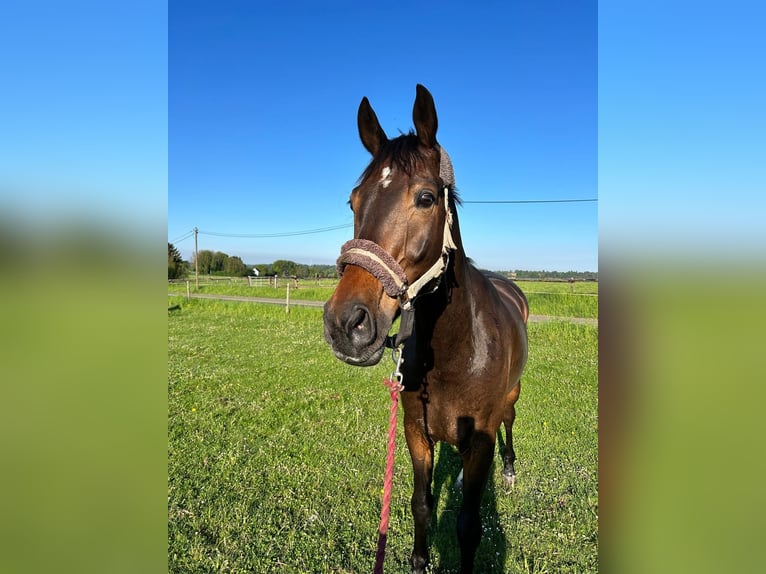 KWPN Hengst 10 Jaar 174 cm Donkerbruin in OverathOverath