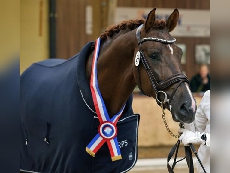 KWPN Hengst 10 Jaar 175 cm  in Pilisjászfalu