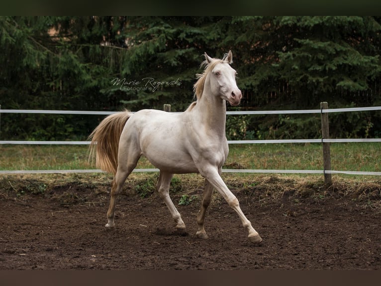 KWPN Hengst 10 Jahre 158 cm Cremello in Beaumont-Pied-de-Buf