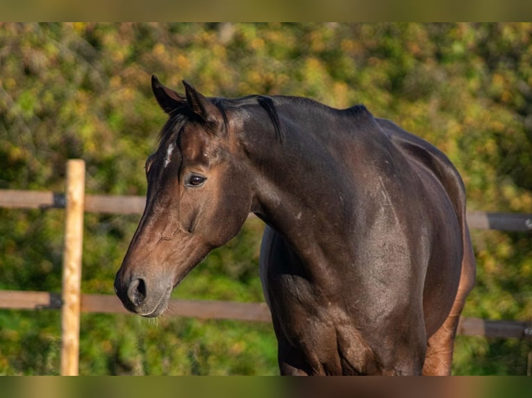 KWPN Hengst 10 Jahre 174 cm Dunkelbrauner in OverathOverath