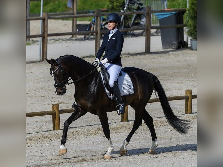 KWPN Hengst 11 Jaar 165 cm Donkerbruin in Breda