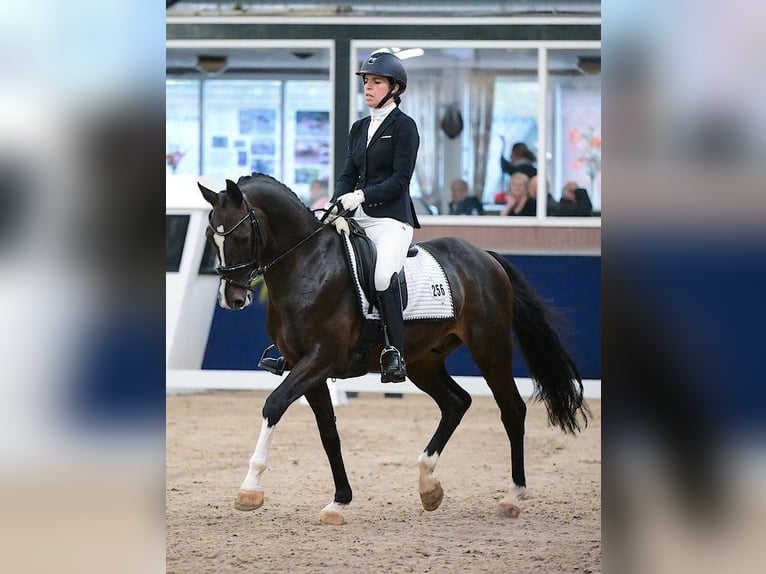 KWPN Hengst 11 Jaar 165 cm Donkerbruin in Breda