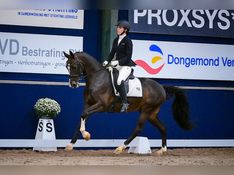 KWPN Hengst 11 Jaar 165 cm Donkerbruin in Breda