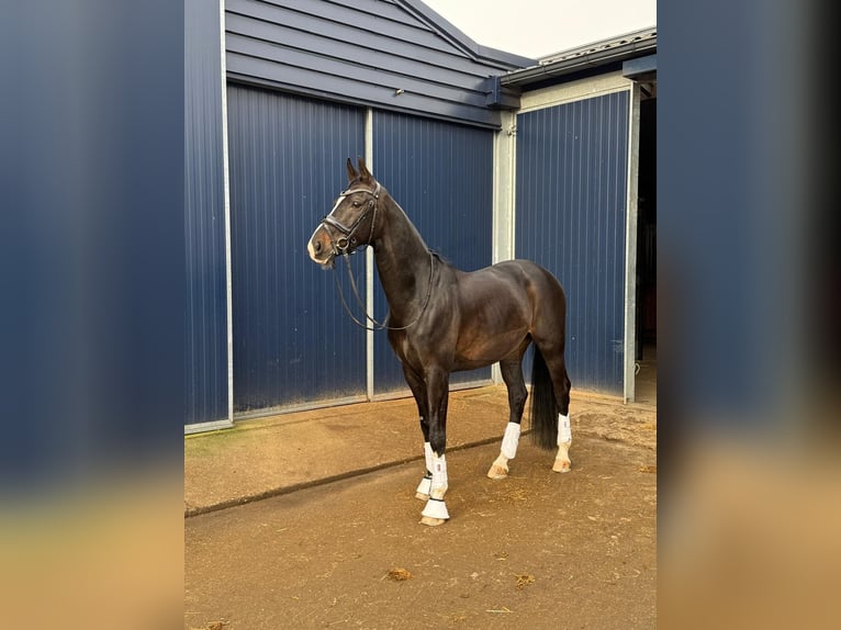 KWPN Hengst 11 Jaar 165 cm Donkerbruin in Breda