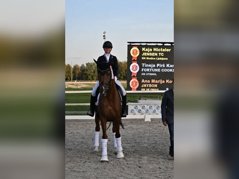KWPN Hengst 12 Jahre 168 cm Dunkelfuchs in Ljubljana - dostava