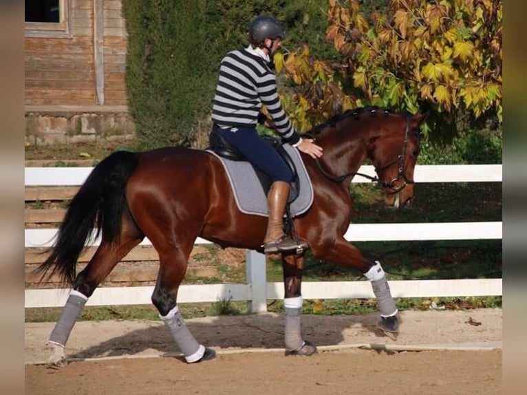 KWPN Hengst 13 Jaar 172 cm Roodbruin in Jorba