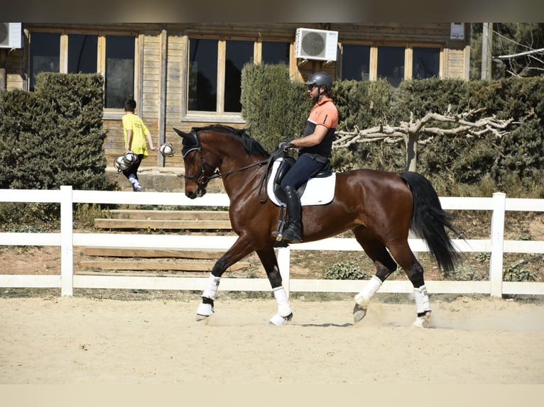 KWPN Hengst 13 Jaar 172 cm Roodbruin in Jorba