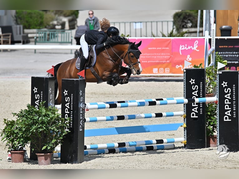 KWPN Hengst 13 Jahre 164 cm Brauner in Coburg