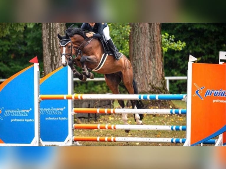 KWPN Hengst 13 Jahre 164 cm Brauner in Coburg