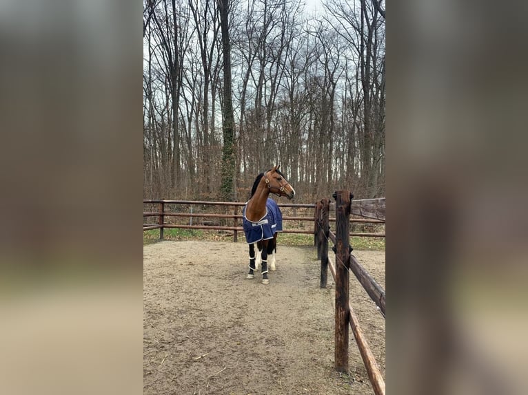 KWPN Hengst 13 Jahre 164 cm Brauner in Coburg