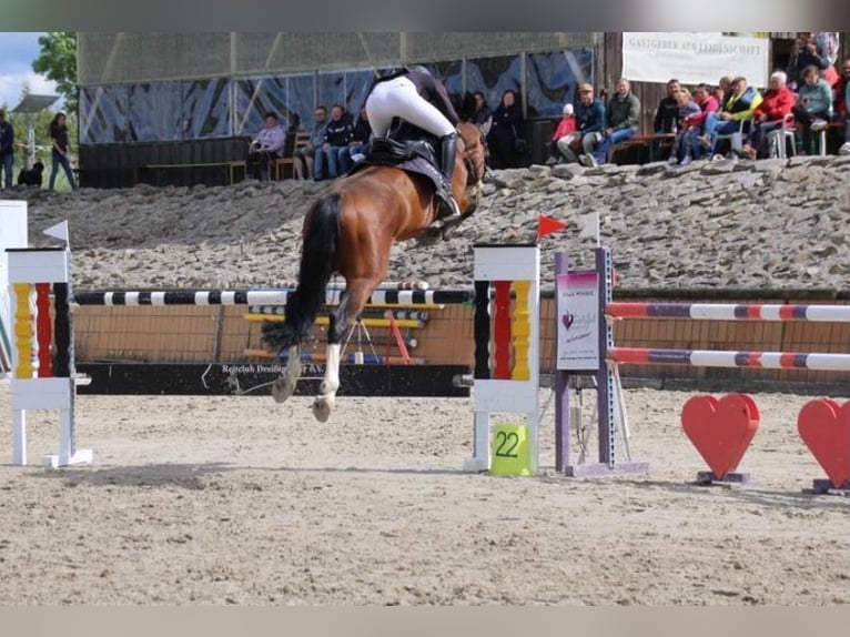 KWPN Hengst 13 Jahre 164 cm Brauner in Coburg