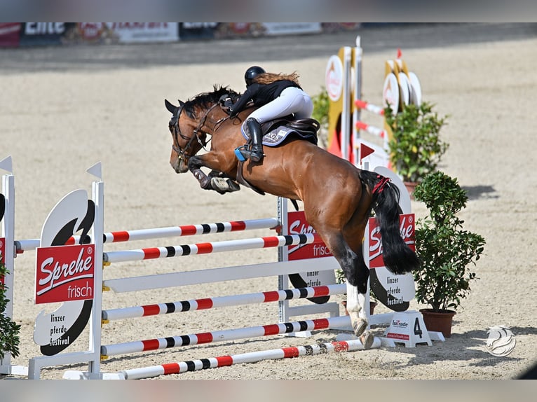 KWPN Hengst 13 Jahre 164 cm Brauner in Coburg