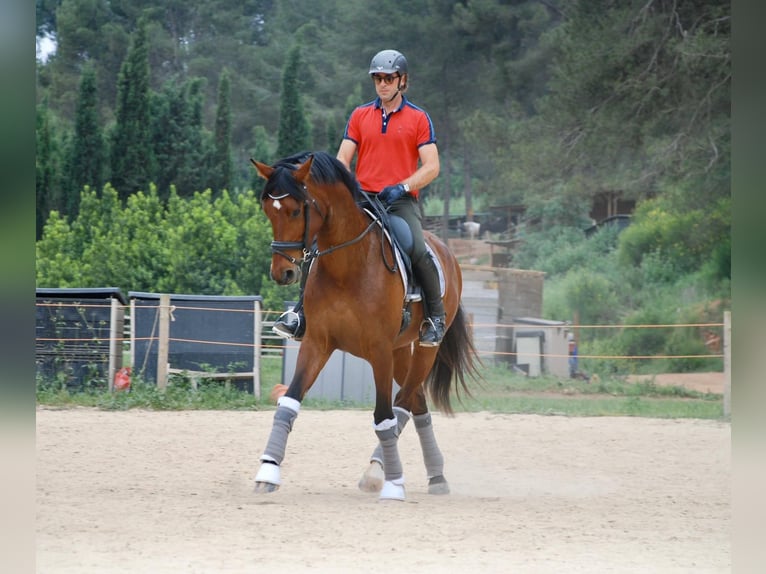 KWPN Hengst 13 Jahre 172 cm Rotbrauner in Jorba