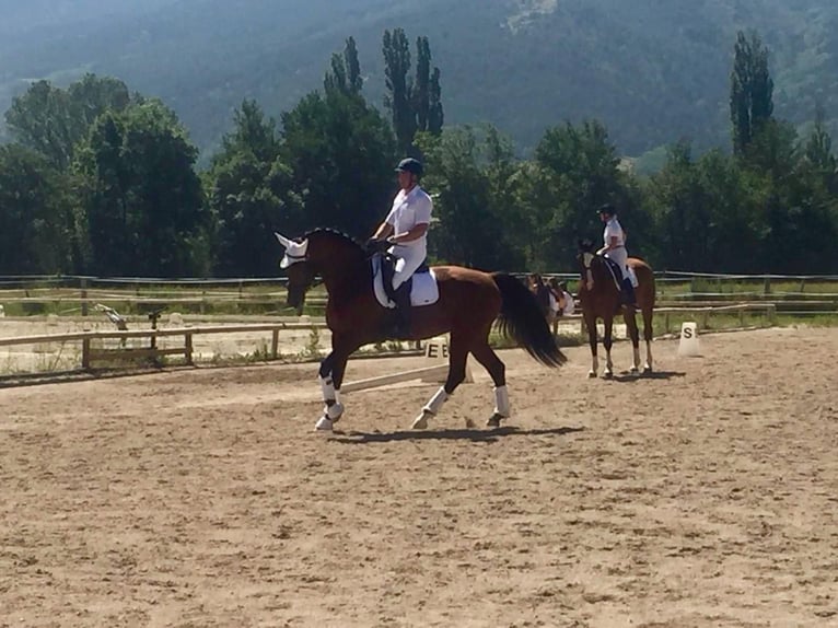KWPN Hengst 13 Jahre 172 cm Rotbrauner in Jorba