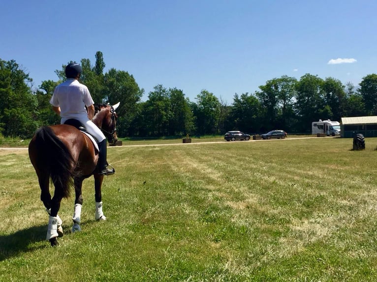 KWPN Hengst 13 Jahre 172 cm Rotbrauner in Jorba