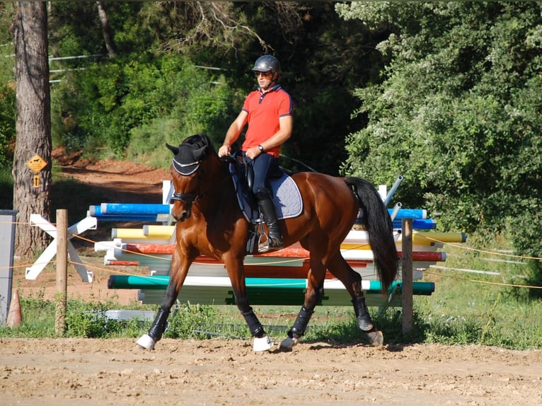 KWPN Hengst 13 Jahre 172 cm Rotbrauner in Jorba