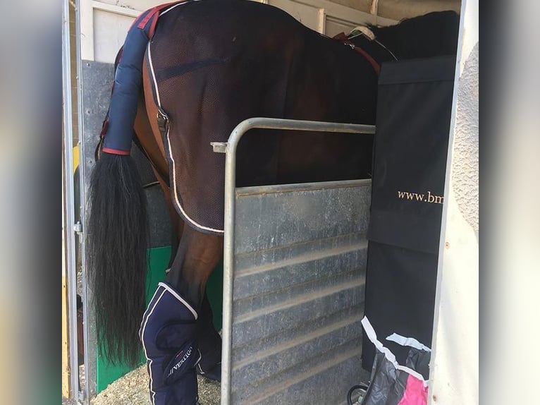 KWPN Hengst 13 Jahre 172 cm Rotbrauner in Jorba