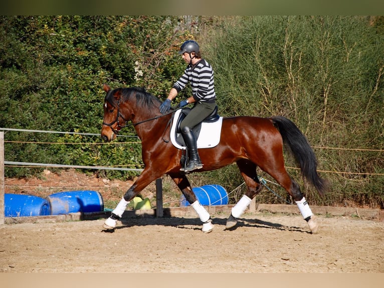 KWPN Hengst 13 Jahre 172 cm Rotbrauner in Jorba