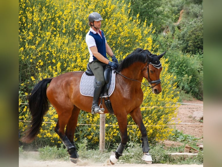 KWPN Hengst 13 Jahre 172 cm Rotbrauner in Jorba