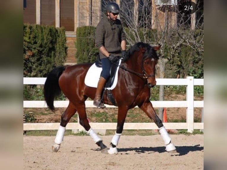 KWPN Hengst 13 Jahre 172 cm Rotbrauner in Jorba