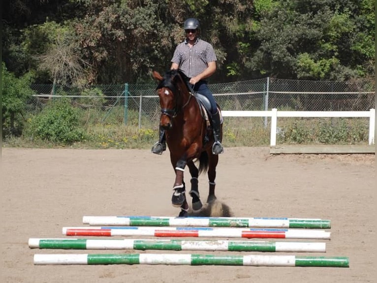 KWPN Hengst 13 Jahre 172 cm Rotbrauner in Jorba